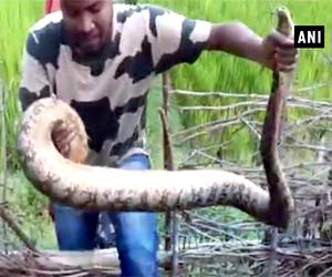 Watch video: 14 feet-long python tries to catch lizard