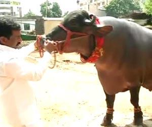 Meet super bull 'Shahenshah', who weighs 1,500 kgs and is worth Rs 25 crore
