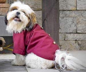 Make Diwali's festive season a memorable one for your canine pets