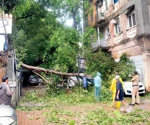 Mumbai: You won't believe how much it costs to cut a tree in Dadar