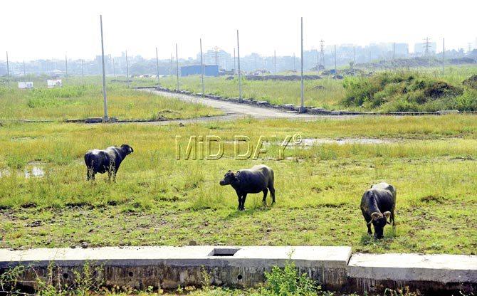 The site allotted by CIDCO to the villagers of Ulwa has an incomplete road and only poles with no streetlights, with domesticated animals grazing on the land there