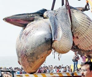 Mumbai: Citizens form a support group to save whales and other marine life