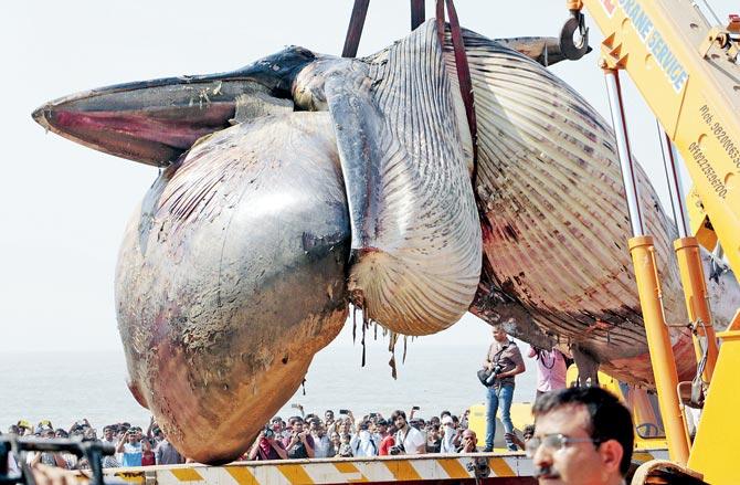 The carcass of a 40-foot whale that was stranded at Juhu Chowpatty in 2016