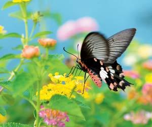 Do your bit for the eco system by planting a butterfly garden in Mumbai
