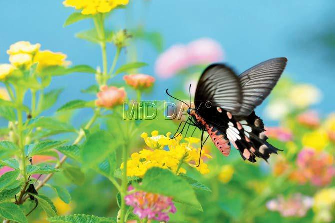 Yellow lantana flowers with a common rose butterfly