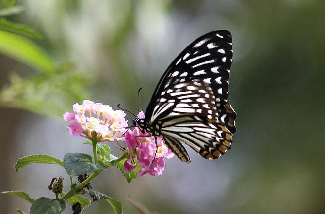 Have breakfast with butterflies at BNHS on October 8