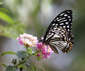 Have breakfast with butterflies at BNHS on October 8