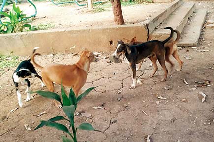 BMC to spend to Rs 15 crore to sterilise 30,000 strays