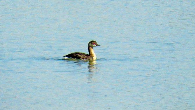 The Black-Necked Grebe spotted at Bhandup