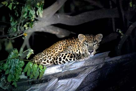 Caught on camera: Leopard sitting on wall at Mumbai's Aarey Milk Colony