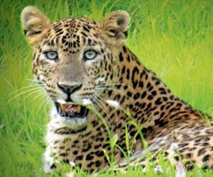 Mumbai: Leopard spotted at Goregaon building scares residents