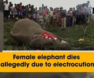Female elephant dies allegedly due to electrocution