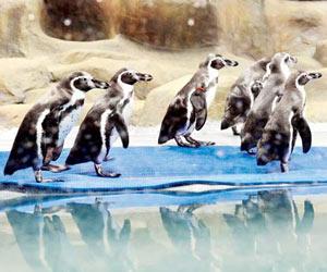 Mumbai: Contractor who was fired for penguin fiasco, returns to Byculla zoo