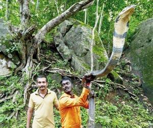 NGO to take steps against snake rescuers indulging in free handling of reptile