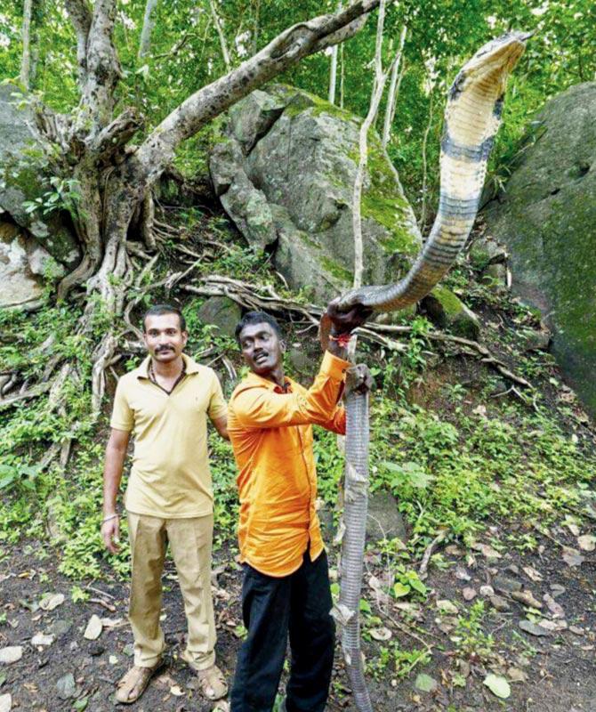 Vava Suresh from Kerala, who claims to be a snake expert, has been facing criticism from herpetologists for the way in which he handles snakes. He also posts pictures with the animal on Facebook