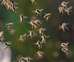 Two killed, four injured in bee attack at a temple in Tamil Nadu