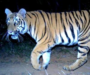 Watch video: Tigress freed at Bhor Tiger Reserve dies after being electrocuted