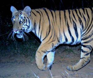 Tigress freed at Bhor Tiger Reserve dies after being electrocuted
