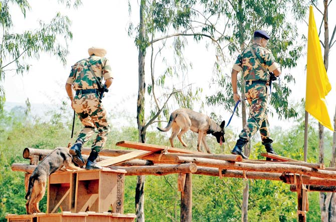 A Belgian Malinois trained by the CRPF walks on a thin wooden ledge in a demonstration of its agility. Pic/Getty Images