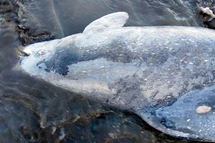 Dead Humpback Dolphin washes up at Vasai beach