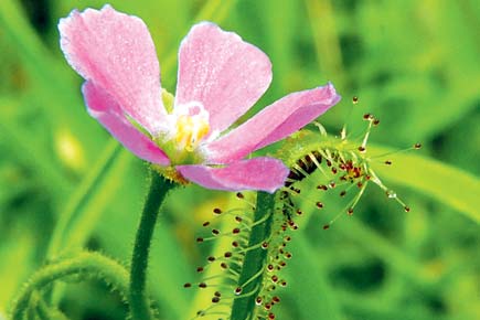 Watch video: Carnivorous plant traps insect
