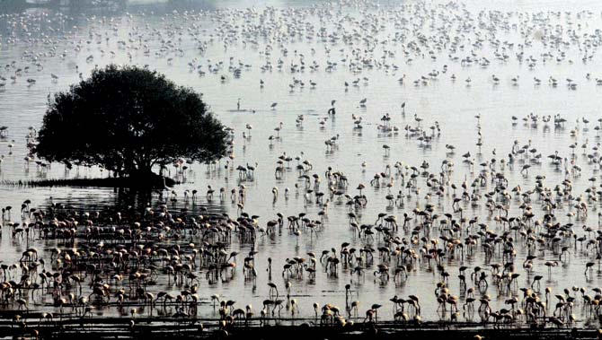 Flamingos at the Sewri mudflats. File pic