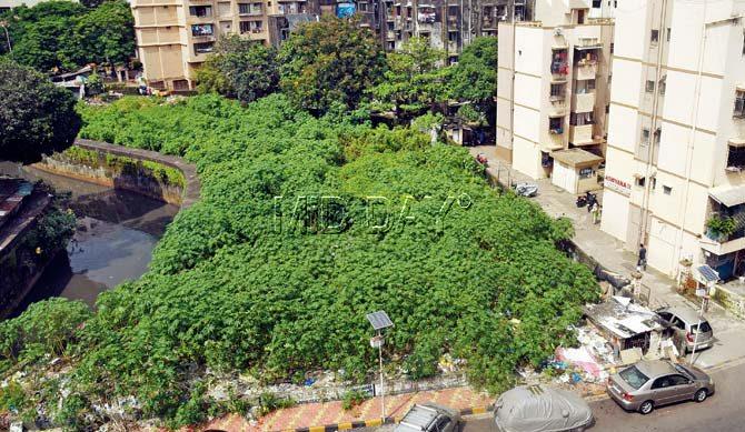 The garden plot has turned into an eyesore, with overgrown weeds, garbage and passers-by who urinate in the open. Pic/Nimesh Dave