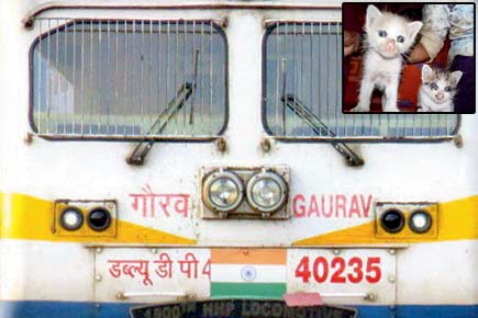 Mumbai: Railway officials rescue two kittens after 24-hour operation