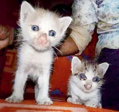 The two kittens that were trapped inside Koyna Express