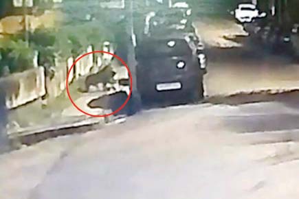 Watch Video: Leopard attacks stray dog in well-lit street outside Mumbai housing society