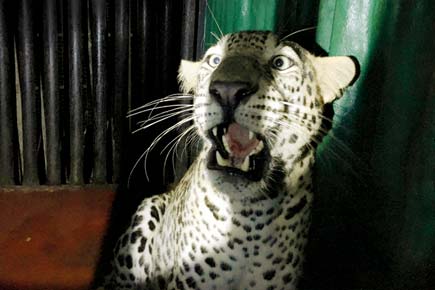 Night's watch helps forest officials nab leopard