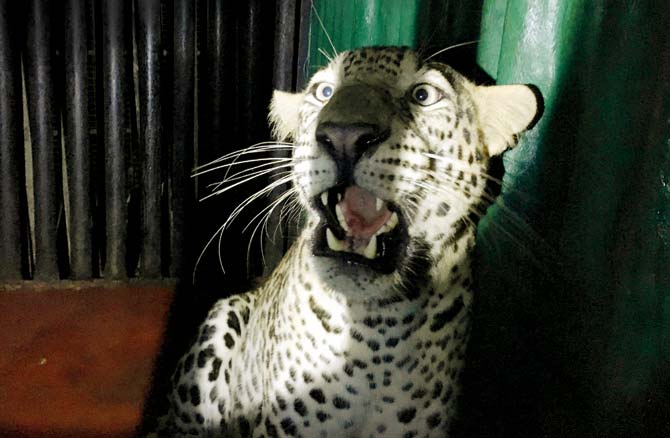 The leopard was trapped around 1 am. Pic/Kunal Chaudhuri