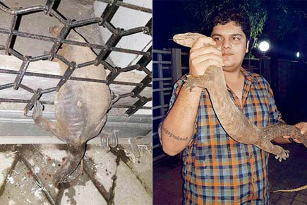 Mumbai: Monitor lizard stuck in Mulund hospital grill rescued