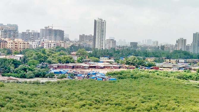 The Bombay High Court had ordered that there should be no constructions within a 50-metre radius of the mangrove forest