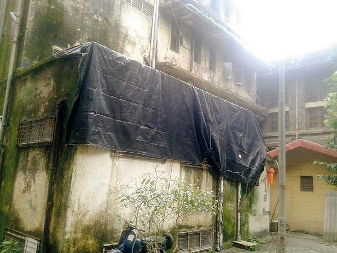 Dengue mosquitoes were found breeding in water accumulated on tarpaulin sheets on the hospital premises
