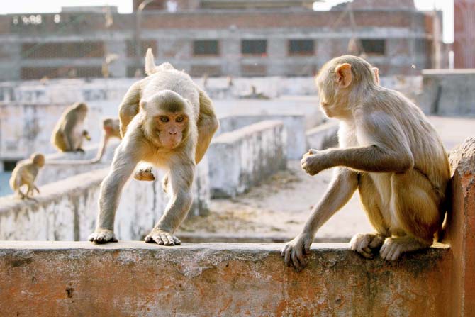 A group of Rhesus macaques making their way across Jaipur, India. Pic/ Fredi Devas, Copyright BBC