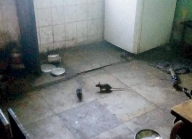Rats roam the kitchen of their home