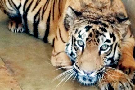 Mumbai: The SGNP tigress that was never pregnant