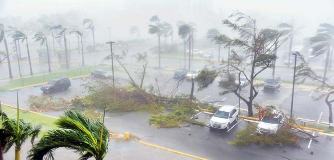 Strong winds uprooted trees at a parking lot in Roberto Clemente Coliseum, Puerto Rico. Pic/AFP