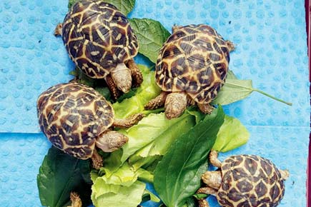 Rescued star tortoises to fly back to Karnataka today