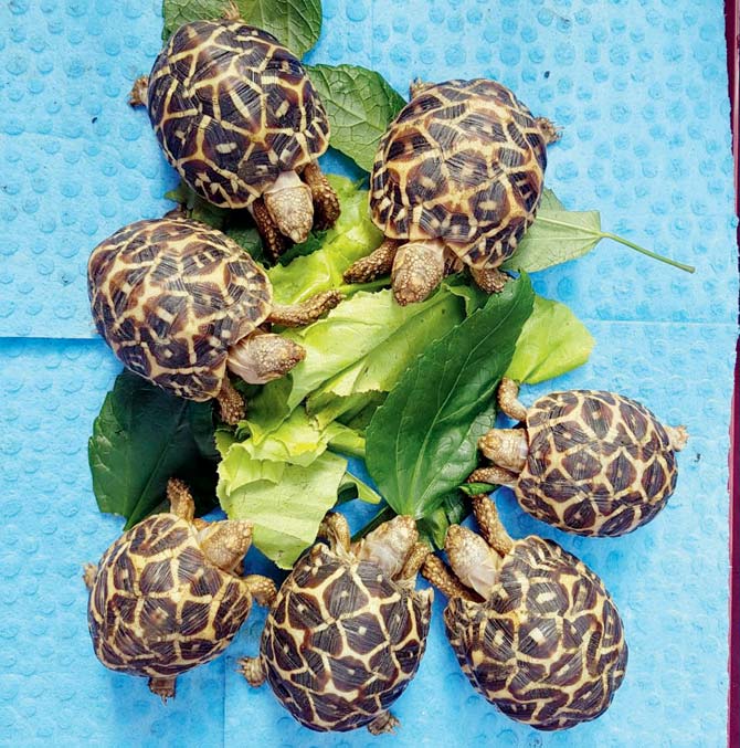 Some of the rescued star tortoises that will be heading to Karnataka