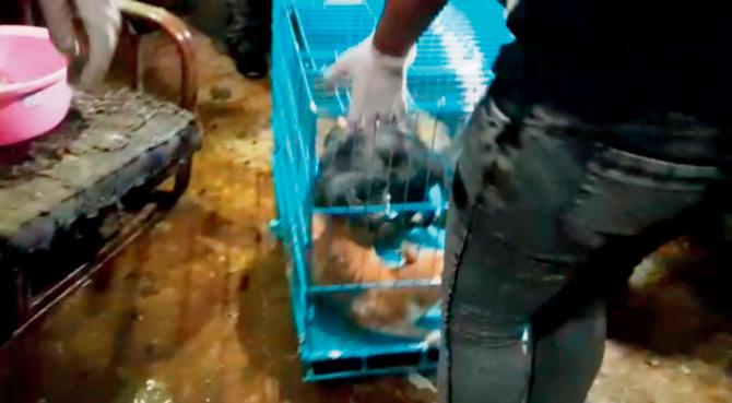 A video grab shows how the members of an NGO rescued the cats