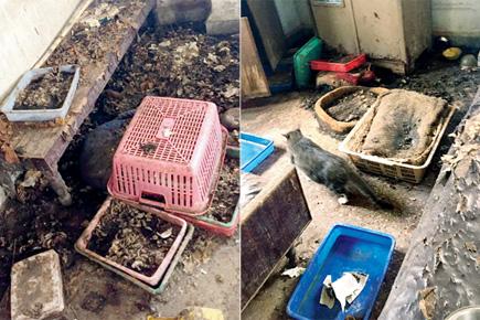 30 cats rescued from locked Pune flat, two sisters booked for animal cruelty