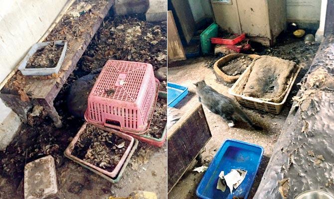 The flat from where the cats were rescued was found to be extremely dirty
