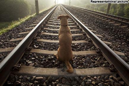 Mumbai: Motorman stops train to save dog on tracks at Churchgate station