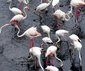 Mumbai: Why Flamingos may disappear from Sewri mudflats