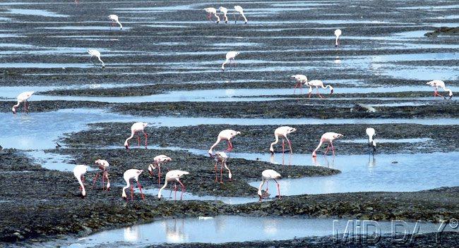 In pictures: Flamingo-Spotting At Mumbai