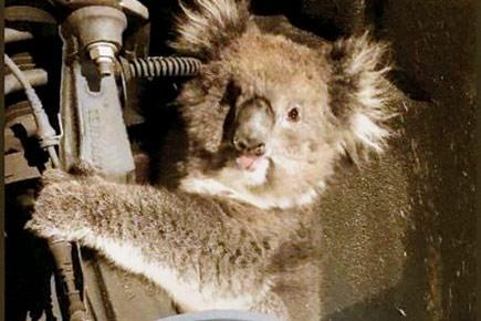 Koala survives 16-km ride on car axle in Australia