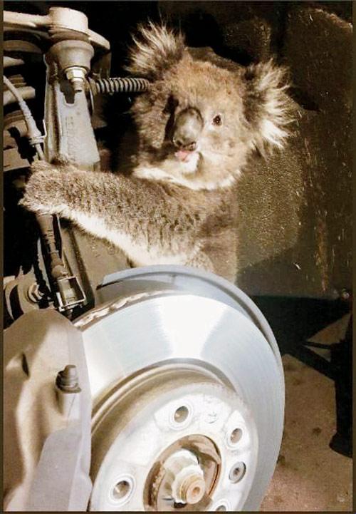 The koala was rescued and released into the wild