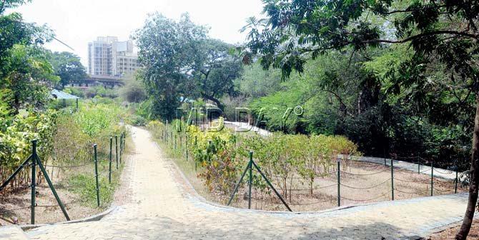 Krishnagiri garden at the Sanjay Gandhi National Park, Borivli, that will be demolished to make way for a parking lot for tourist vehicles. Pic/ Nimesh Dave